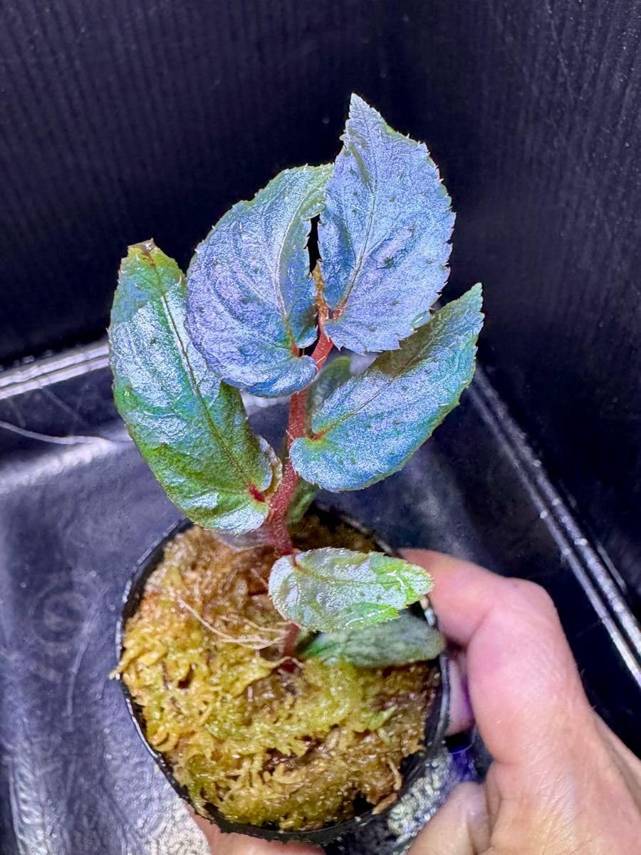 Amazon.co.jp: Begonia sp. Batang Ai ベゴニア バタンアイ 原種 青